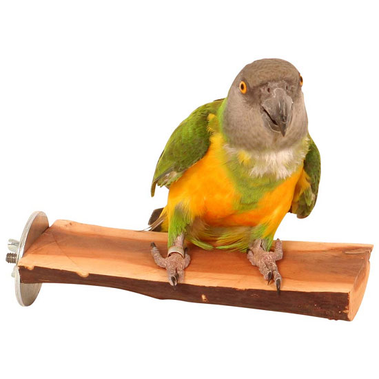 Why Stock Parrot Perches?