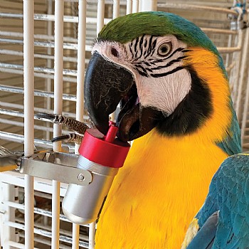 The Goodie Gadget Foraging Puzzle Parrot Toy