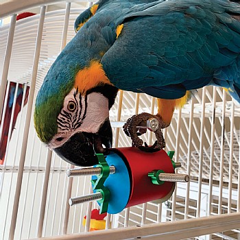 Busy_Bird The Busy Barrel Foraging Puzzle Parrot Toy