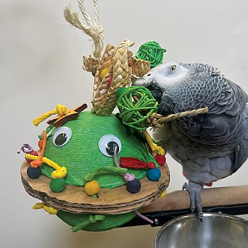 Northern_Parrots UFO Pinata Chewable Foraging Parrot Toy