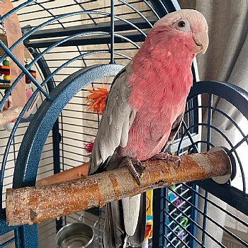 Birch Branch Parrot Perch Medium