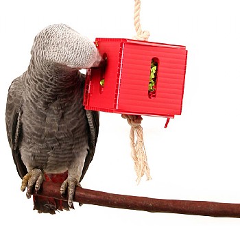 Foraging Cube Parrot Toy - Medium