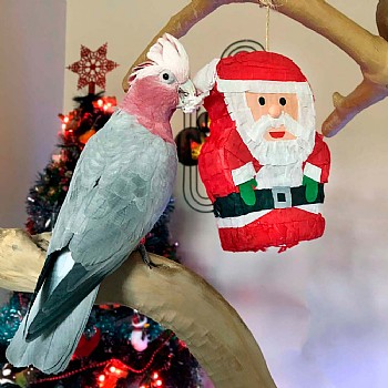 Parrot_Pinatas Santa Pinata - Fill Your Own Chewable Foraging Parrot Toy