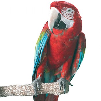 Northern_Parrots Beach Branch Perch - Large - Edible Parrot Perch