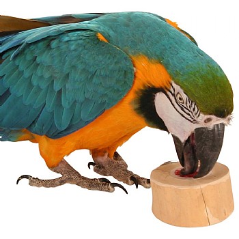 Java Wood Jelly Cups Holder & Platform Perch