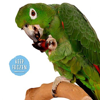 Northern_Parrots Palm Nuts Natural Parrot Treat