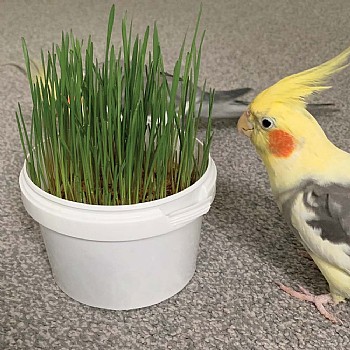 Northern_Parrots Parrot Cafe Organic Wheat Grass Parrot Treat - Grow Your Own