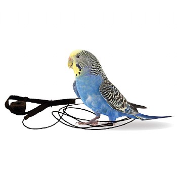 The Aviator Parrot Harness - Mini