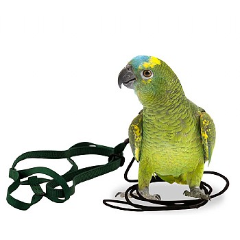The Aviator Parrot Harness - Small