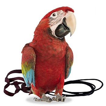 The Aviator Parrot Harness - XLarge