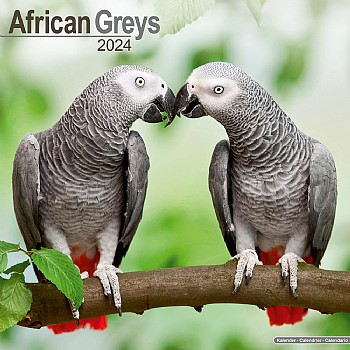 Northern_Parrots 2024 African Grey Parrot Calendar