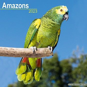 Northern_Parrots 2023 Amazon Parrot Calendar