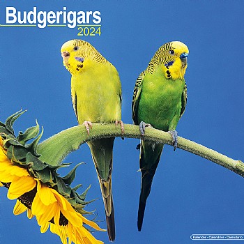 2024 Budgie Calendar