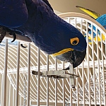 The Spinner Parrot Toy