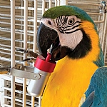 The Goodie Gadget Foraging Puzzle Parrot Toy