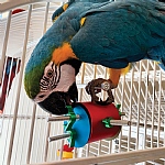 The Busy Barrel Foraging Puzzle Parrot Toy