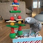 Jingle Bells Stacker Christmas Parrot Toy