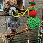 Festive Mega Munch Ball Christmas Parrot Toy