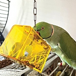 Treasure Box Foraging Parrot Toy & Optional Refill Pack