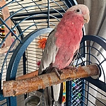 Birch Parrot Perch - Medium