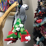 Chunky Wooden Christmas Tree Parrot Toy