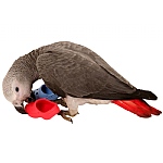 Pair of Flip Flops - Parrot Foot Toy