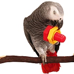 Jumbo Nuts & Bolts Parrot Puzzle Toy - Pack of 2