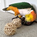 Pack of 4 Munch Balls Woven Vine Chew Toy for Parrots