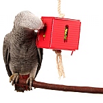 Foraging Cube Parrot Toy - Medium