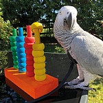 The Teacher Toy Activity Parrot Toy