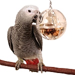 Buffet Ball with Bell - Tough Foraging Toy