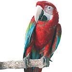 Beach Branch Perch - Large - Edible Parrot Perch