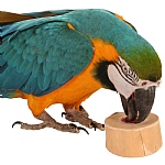 Java Wood Jelly Cups Holder & Platform Perch