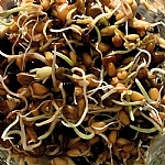 Sprouting Mix for Parrots