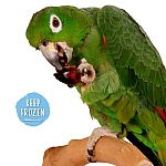 Palm Nuts Natural Parrot Treat
