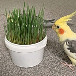 Parrot Cafe Organic Wheat Grass Parrot Treat - Grow Your Own