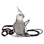 The Aviator Parrot Harness - Petite