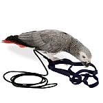 The Aviator Parrot Harness - Medium