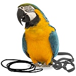 The Aviator Parrot Harness - Large