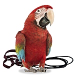 The Aviator Parrot Harness - XLarge