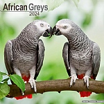 2024 African Grey Parrot Calendar