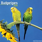 2024 Budgie Calendar
