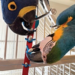 The Busy Playstrip Puzzle Parrot Toy