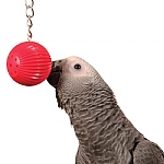 Birdy Babble Ball - Interactive Parrot Toy