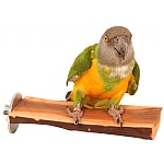 Manzanita Flat Parrot Perch - Small